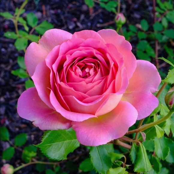 Meet your Posher, Jennifer - Picture 1 of 1